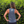 Load image into Gallery viewer, Go Big Blue Women's Tank
